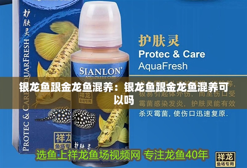 銀龍魚跟金龍魚混養(yǎng)：銀龍魚跟金龍魚混養(yǎng)可以嗎