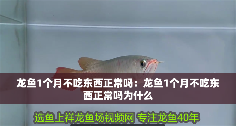 龍魚1個月不吃東西正常嗎：龍魚1個月不吃東西正常嗎為什么
