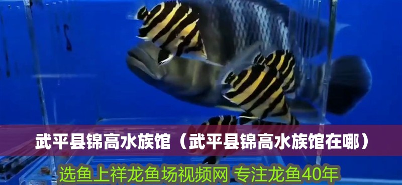 武平縣錦高水族館（武平縣錦高水族館在哪）