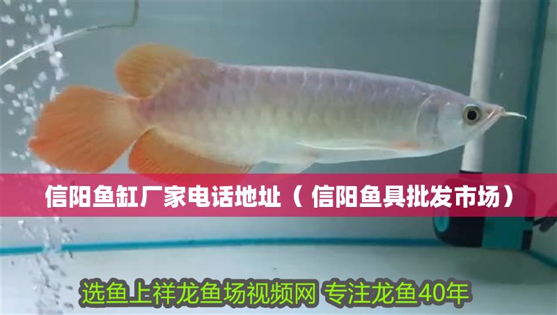 信陽魚缸廠家電話地址（ 信陽魚具批發市場）