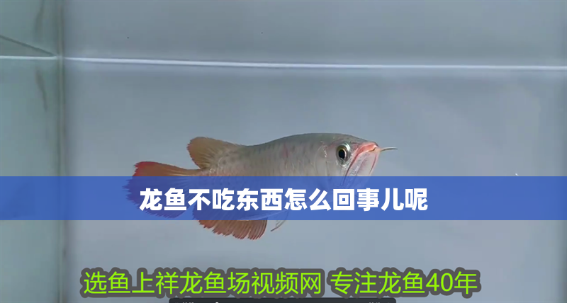 龍魚不吃東西怎么回事兒呢