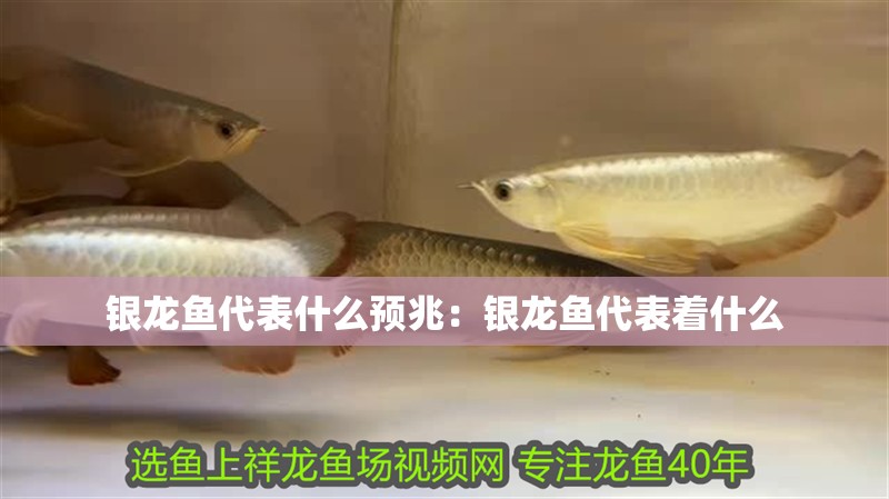銀龍魚代表什么預兆：銀龍魚代表著什么