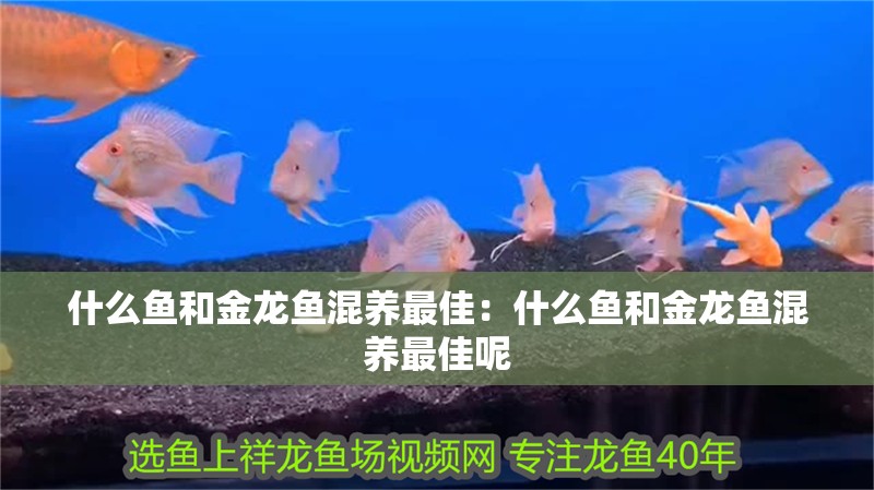 什么魚和金龍魚混養最佳：什么魚和金龍魚混養最佳呢