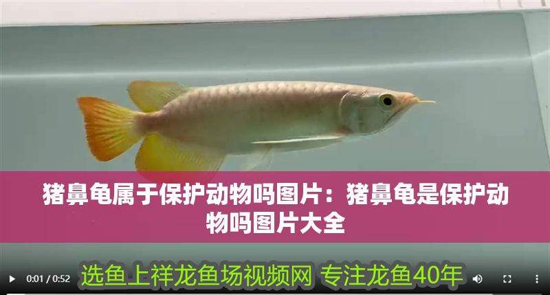 豬鼻龜屬于保護動物嗎圖片：豬鼻龜是保護動物嗎圖片大全