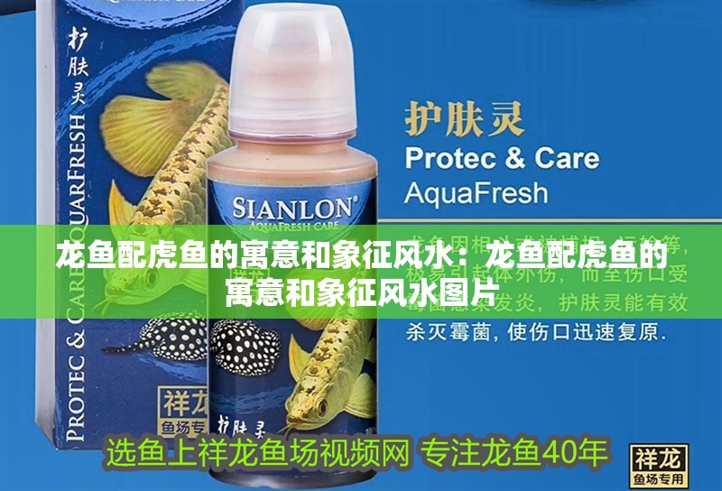 龍魚配虎魚的寓意和象征風水：龍魚配虎魚的寓意和象征風水圖片