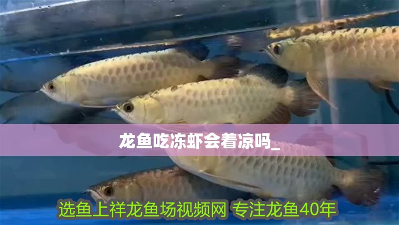 龍魚吃凍蝦會著涼嗎_