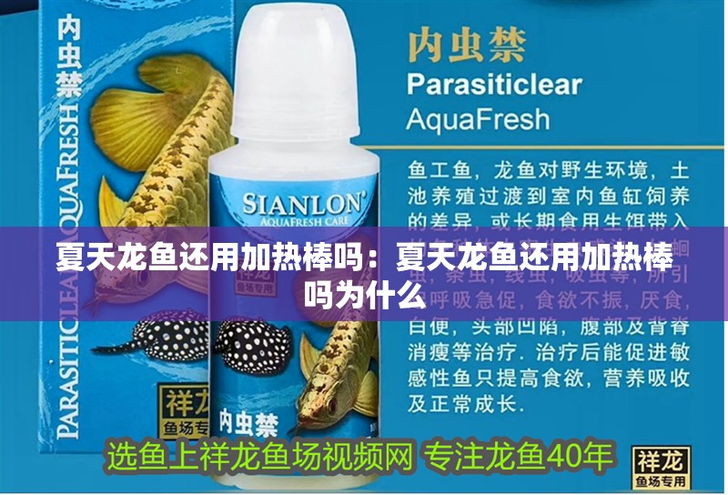 夏天龍魚還用加熱棒嗎：夏天龍魚還用加熱棒嗎為什么