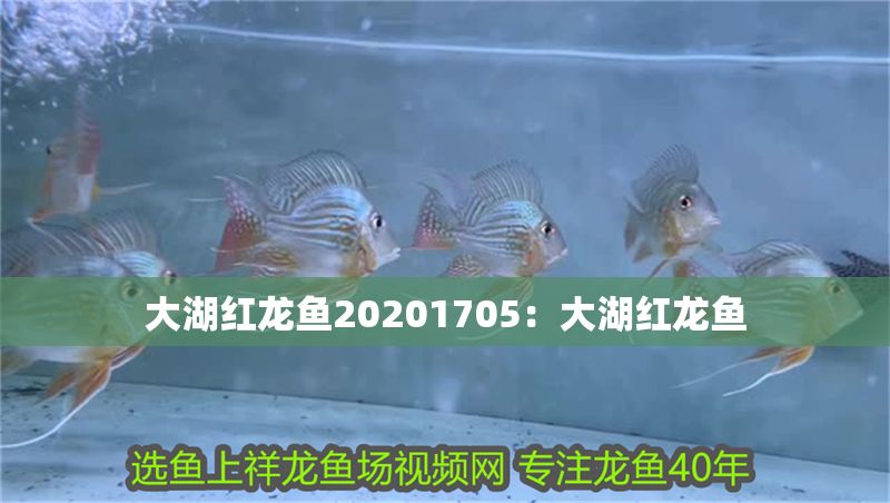 大湖紅龍魚20201705：大湖紅龍魚
