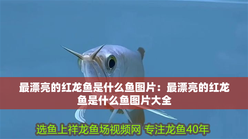 最漂亮的紅龍魚是什么魚圖片：最漂亮的紅龍魚是什么魚圖片大全