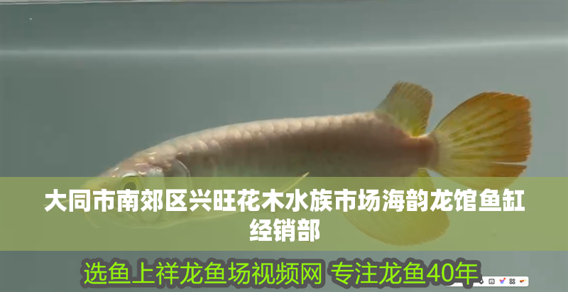 大同市南郊區(qū)興旺花木水族市場海韻龍館魚缸經(jīng)銷部