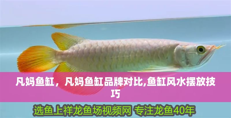 凡媽魚缸，凡媽魚缸品牌對比,魚缸風水擺放技巧