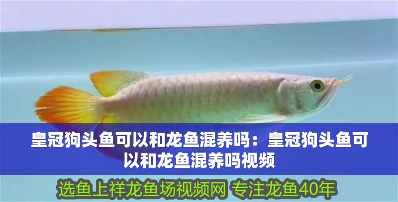 皇冠狗頭魚可以和龍魚混養嗎：皇冠狗頭魚可以和龍魚混養嗎視頻