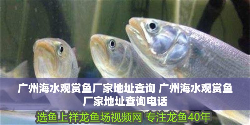 廣州海水觀賞魚廠家地址查詢 廣州海水觀賞魚廠家地址查詢電話