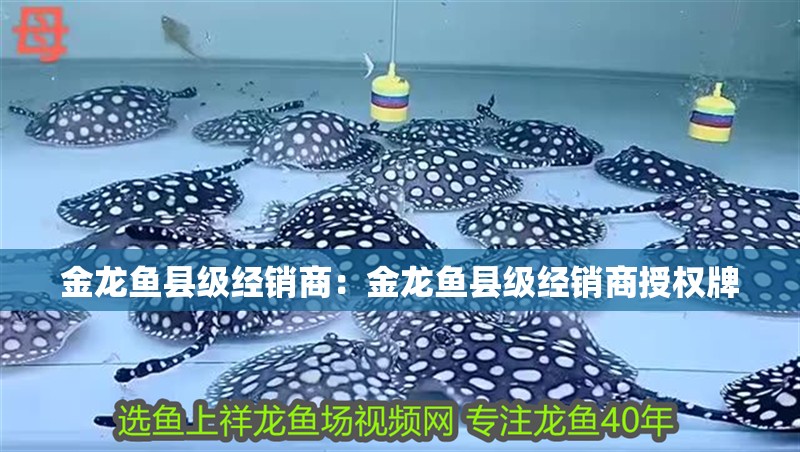 金龍魚縣級經銷商：金龍魚縣級經銷商授權牌