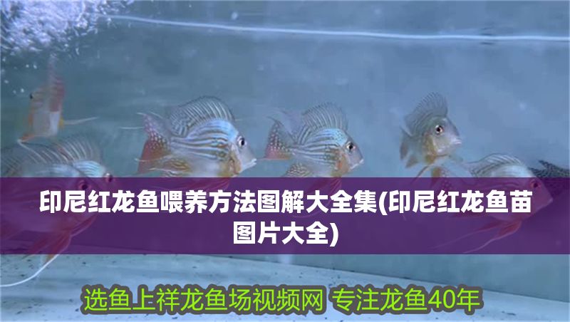 印尼紅龍魚喂養方法圖解大全集(印尼紅龍魚苗圖片大全)