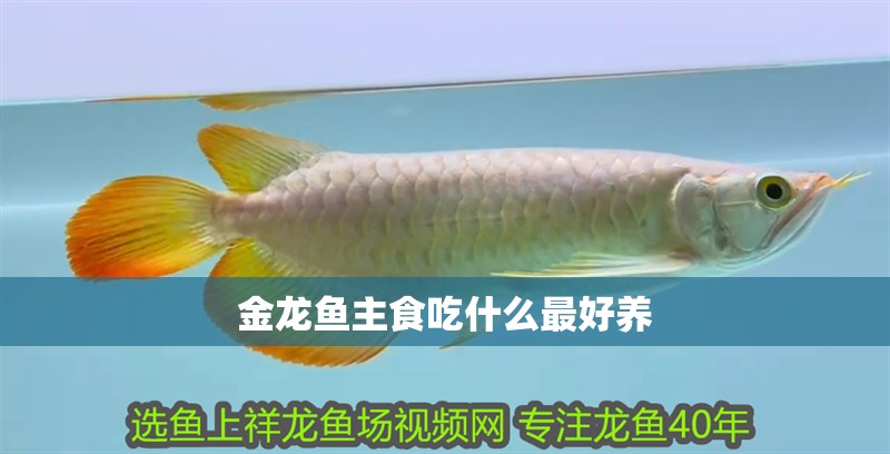 金龍魚主食吃什么最好養
