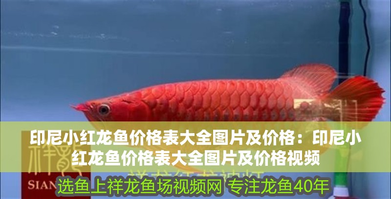 印尼小紅龍魚價格表大全圖片及價格：印尼小紅龍魚價格表大全圖片及價格視頻
