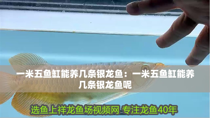 一米五魚(yú)缸能養(yǎng)幾條銀龍魚(yú)：一米五魚(yú)缸能養(yǎng)幾條銀龍魚(yú)呢