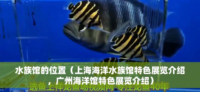 水族館的位置（上海海洋水族館特色展覽介紹，廣州海洋館特色展覽介紹）