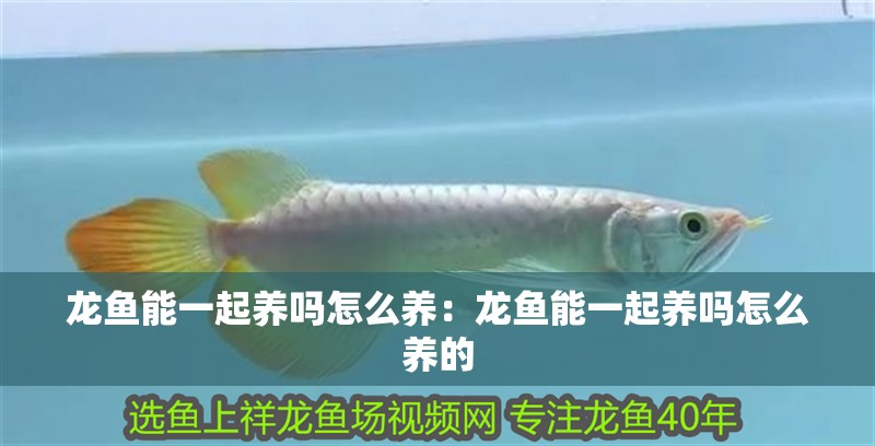 龍魚(yú)能一起養(yǎng)嗎怎么養(yǎng)：龍魚(yú)能一起養(yǎng)嗎怎么養(yǎng)的