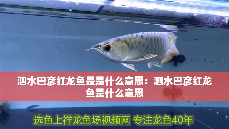<strong><mark>泗水</mark></strong>巴彥紅龍魚是是什么意思：<strong><mark>泗水</mark></strong>巴彥紅龍魚是什么意思