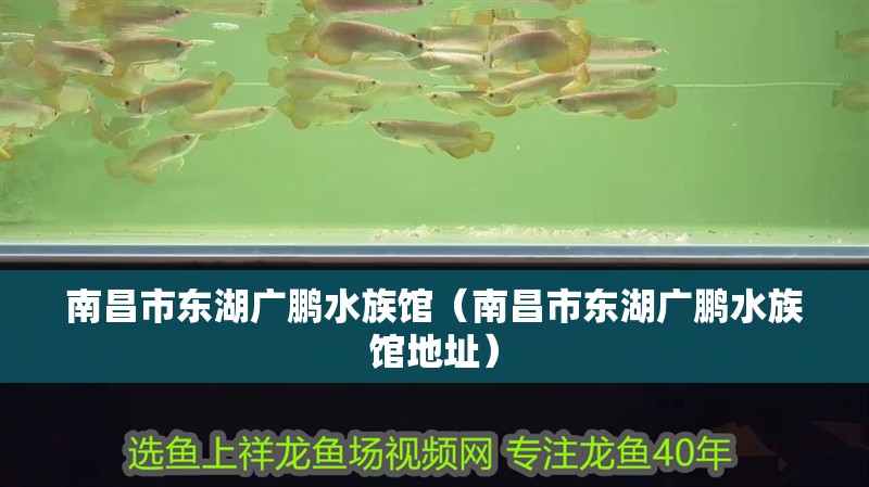 南昌市東湖廣鵬水族館（南昌市東湖廣鵬水族館地址）