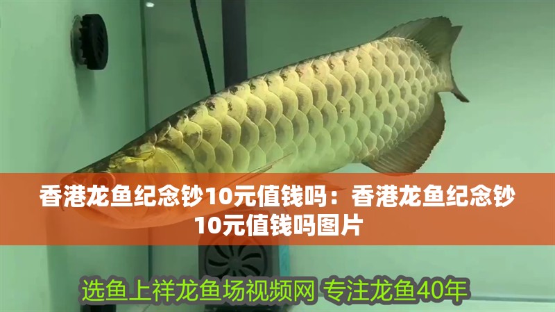 香港龍魚紀(jì)念鈔10元值錢嗎：香港龍魚紀(jì)念鈔10元值錢嗎圖片