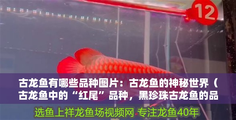 古龍魚有哪些品種圖片：古龍魚的神秘世界（古龍魚中的“紅尾”品種，黑珍珠古龍魚的品種遠不止）