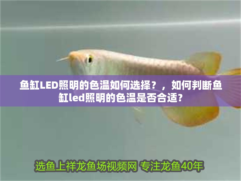 魚缸LED照明的色溫如何選擇？，如何判斷魚缸led照明的色溫是否合適？