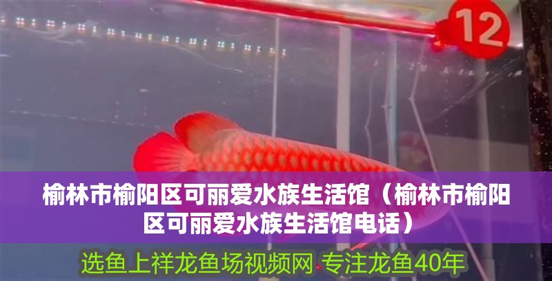 榆林市榆陽區(qū)可麗愛水族生活館（榆林市榆陽區(qū)可麗愛水族生活館電話）