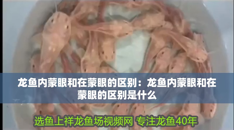 龍魚內蒙眼和在蒙眼的區別：龍魚內蒙眼和在蒙眼的區別是什么