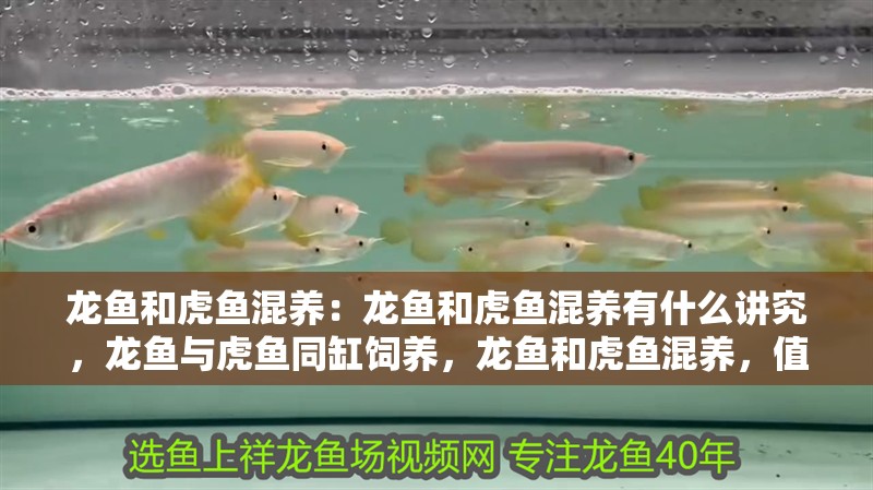 龍魚和虎魚混養(yǎng)：龍魚和虎魚混養(yǎng)有什么講究，龍魚與虎魚同缸飼養(yǎng)，龍魚和虎魚混養(yǎng)，值得注意的話題