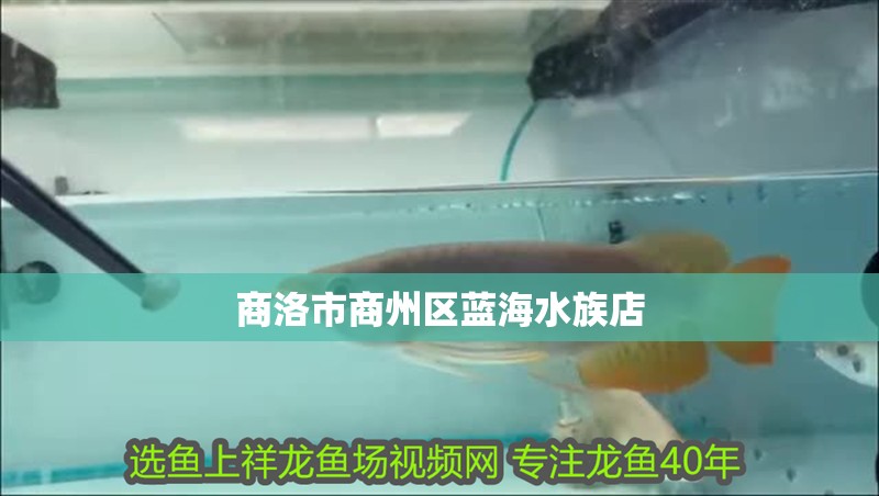 商洛市商州區藍海水族店