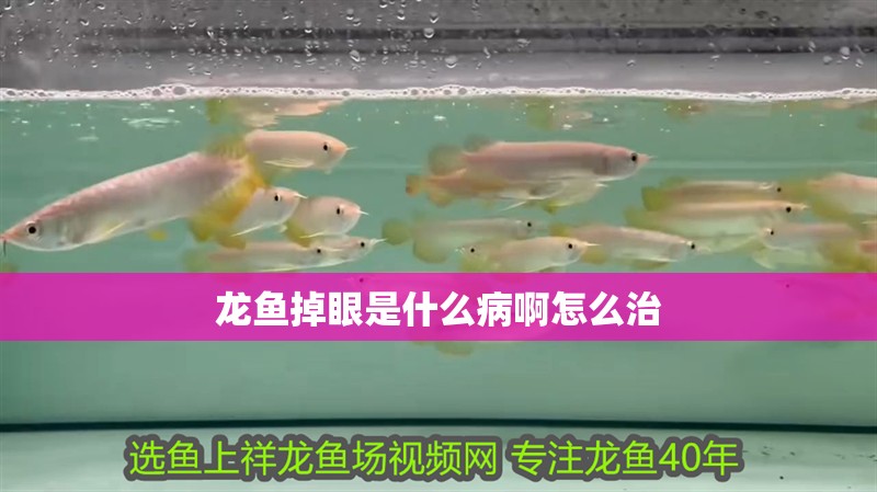 龍魚掉眼是什么病啊怎么治