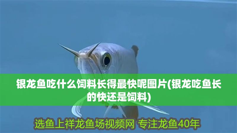 銀龍魚吃什么飼料長(zhǎng)得最快呢圖片(銀龍吃魚長(zhǎng)的快還是飼料)