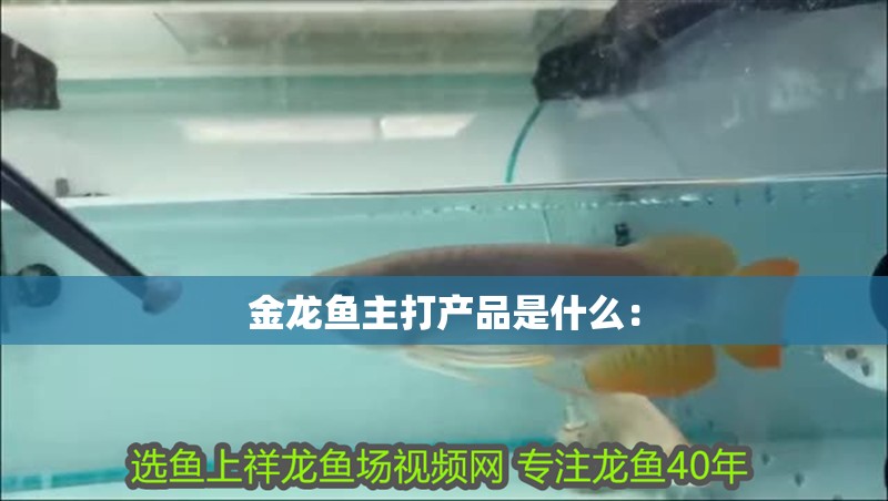 金龍魚主打產品是什么：