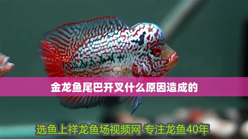 金龍魚尾巴開叉什么原因造成的