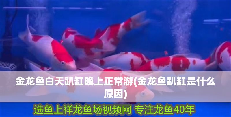 金龍魚白天趴缸晚上正常游(金龍魚趴缸是什么原因)