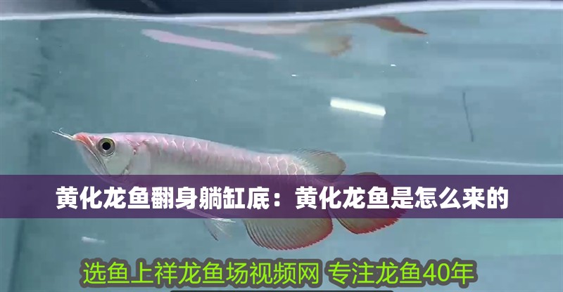 黃化龍魚(yú)翻身躺缸底：黃化龍魚(yú)是怎么來(lái)的