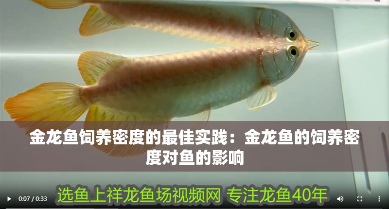 金龍魚飼養密度的最佳實踐：金龍魚的飼養密度對魚的影響
