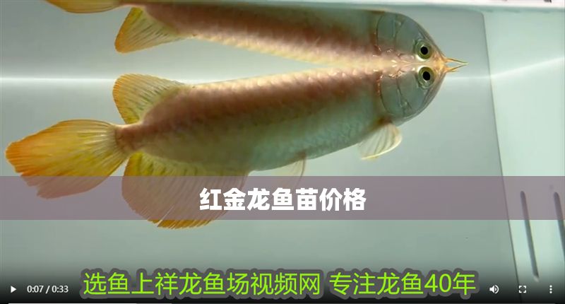 紅金龍魚苗價格 紅金龍魚苗價格 龍魚百科 第1張