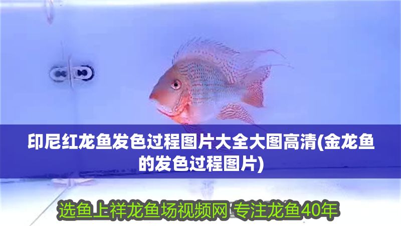 印尼紅龍魚發(fā)色過程圖片大全大圖高清(金龍魚的發(fā)色過程圖片)