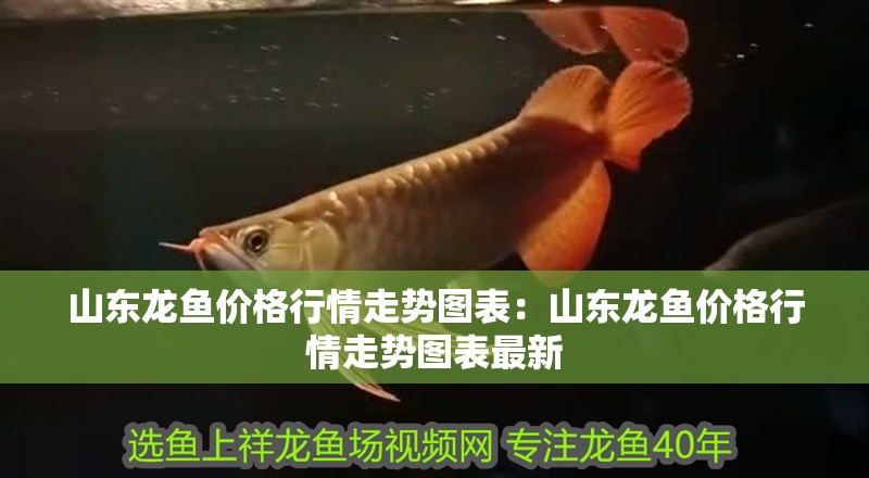 山東龍魚價格行情走勢圖表：山東龍魚價格行情走勢圖表最新