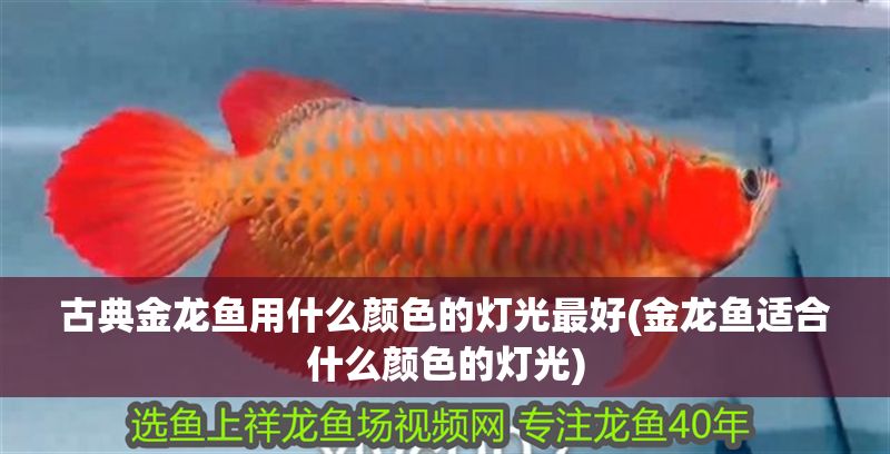 古典金龍魚用什么顏色的燈光最好(金龍魚適合什么顏色的燈光)