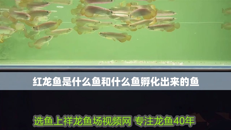紅龍魚是什么魚和什么魚孵化出來的魚