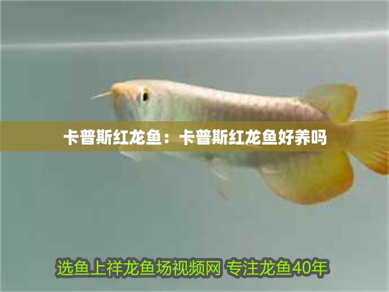 卡普斯紅龍魚：卡普斯紅龍魚好養(yǎng)嗎