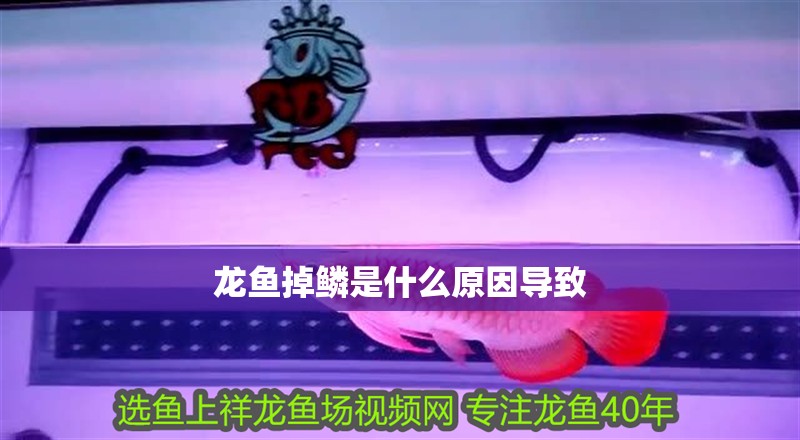 龍魚掉鱗是什么原因導致