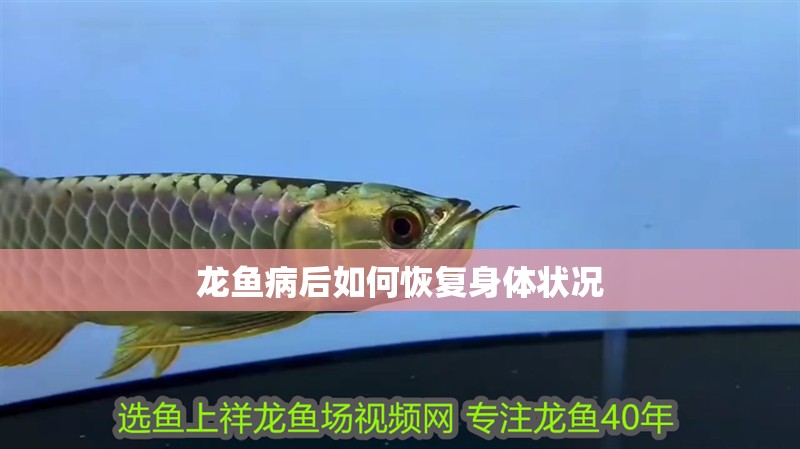 龍魚病后如何恢復身體狀況