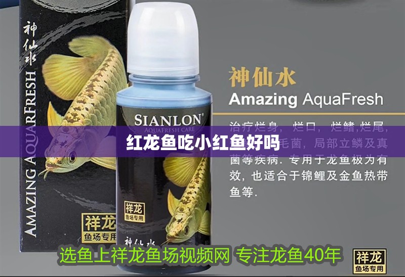 紅龍魚吃小紅魚好嗎