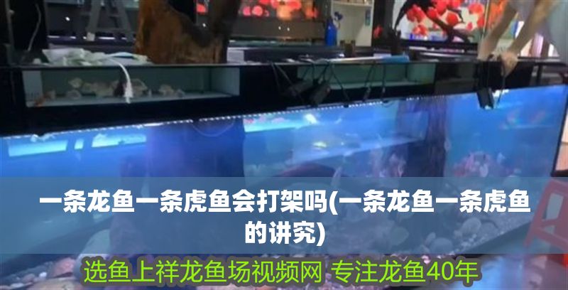 一條龍魚一條虎魚會打架嗎(一條龍魚一條虎魚的講究)